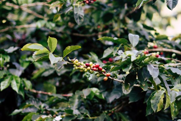 granos de café verde en su planta