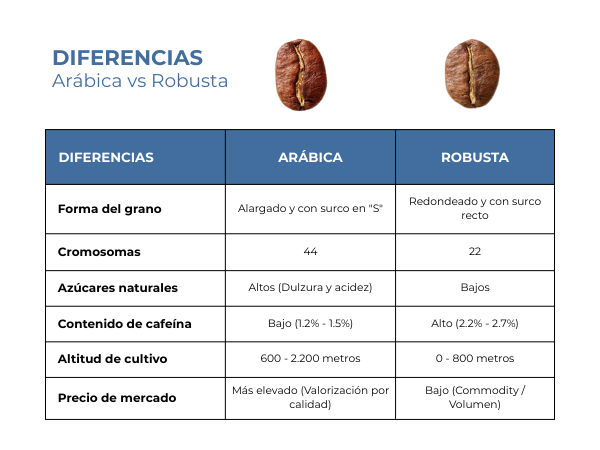 diferencias-cafe-arabica-y-robusta