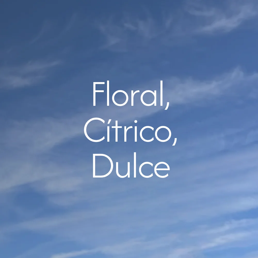 notas mexico trincheras