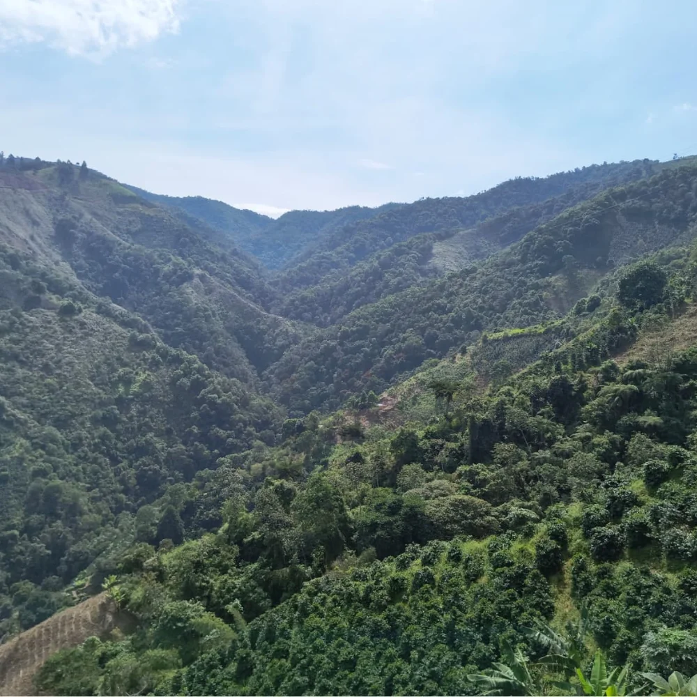 Colombia El Azafrán - Imagen 4