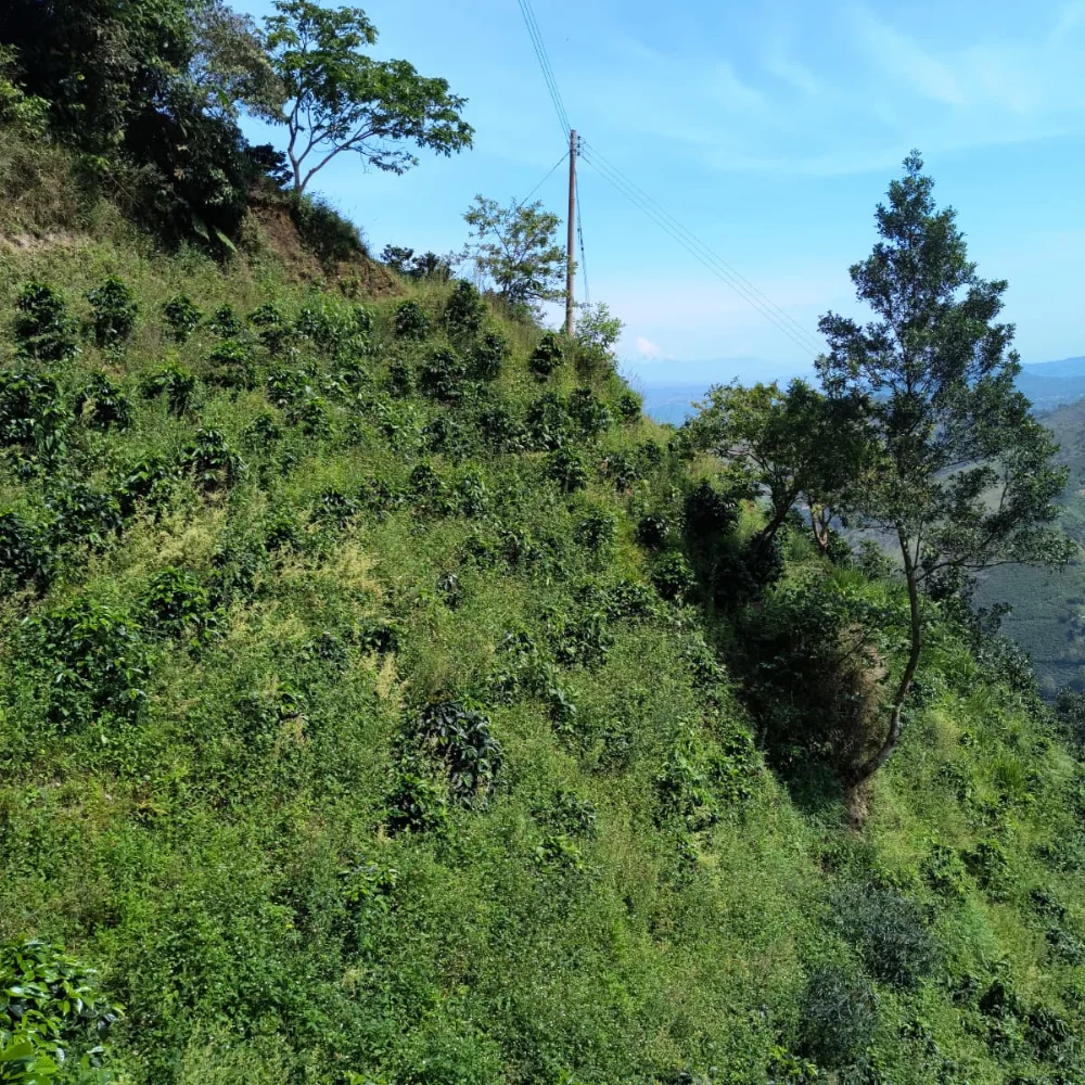 Colombia El Azafrán - Imagen 5